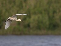 Platalea leucorodia 47, Lepelaar, Saxifraga-Luc Hoogenstein