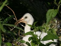 Platalea leucorodia 51, Lepelaar, juvenile, Saxifraga-Janus Verkerk