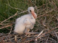 Platalea leucorodia 53, Lepelaar, juvenile, Saxifraga-Peter Meininger
