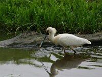 Platalea leucorodia 54, Lepelaar, Saxifraga-Janus Verkerk