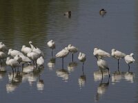Platalea leucorodia 56, Lepelaar, Saxifraga-Jan Nijendijk