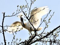 Platalea leucorodia 66, Lepelaar, Saxifraga-Piet Munsterman
