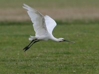 Platalea leucorodia 7, Lepelaar, Saxifraga-Piet Munsterman