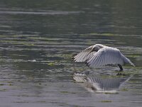 Platalea leucorodia 70, Lepelaar, juvenile, Saxifraga-Rik Kruit