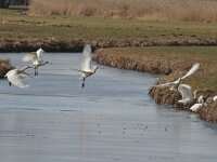 Platalea leucorodia 73, Lepelaar, Saxifraga-Jan Nijendijk