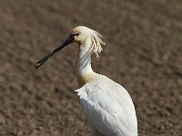 Platalea leucorodia 74, Lepelaar, Saxifraga-Martin Mollet