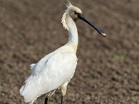 Platalea leucorodia 75, Lepelaar, Saxifraga-Martin Mollet