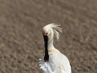 Platalea leucorodia 76, Lepelaar, Saxifraga-Martin Mollet