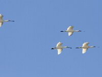 Platalea leucorodia 77, Lepelaar, Saxifraga-Mark Zekhuis