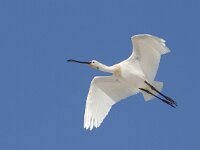 Platalea leucorodia 81, Lepelaar, Saxifraga-Mark Zekhuis