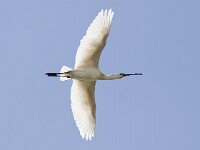 Platalea leucorodia 83, Lepelaar, Saxifraga-Mark Zekhuis