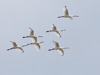 Platalea leucorodia 87, Lepelaar, Saxifraga-Mark Zekhuis