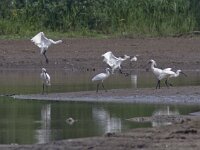 Platalea leucorodia 89, Lepelaar, Saxifraga-Mark Zekhuis