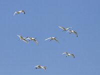 Platalea leucorodia 90, Lepelaar, Saxifraga-Mark Zekhuis