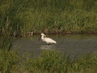 Platalea leucorodia 93, Lepelaar, Saxifraga-Bas Klaver