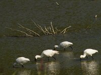 Lepelaar  Lepelaar - Platalea leucorodia