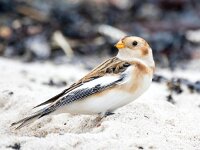 Plectrophenax nivalis 104, Sneeuwgors, Saxifraga-Bart Vastenhouw