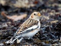 Plectrophenax nivalis 105, Sneeuwgors, Saxifraga-Bart Vastenhouw