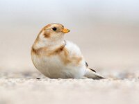 Plectrophenax nivalis 106, Sneeuwgors, Saxifraga-Bart Vastenhouw