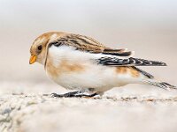 Plectrophenax nivalis 107, Sneeuwgors, Saxifraga-Bart Vastenhouw