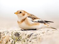 Plectrophenax nivalis 111, Sneeuwgors, Saxifraga-Bart Vastenhouw