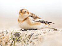 Plectrophenax nivalis 112, Sneeuwgors, Saxifraga-Bart Vastenhouw