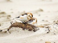 Plectrophenax nivalis 114, Sneeuwgors, Saxifraga-Bart Vastenhouw