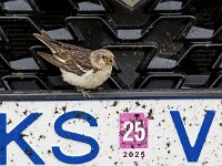 Plectrophenax nivalis 118, Sneeuwgors, Saxifraga-Bart Vastenhouw