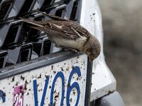 Plectrophenax nivalis 119, Sneeuwgors, Saxifraga-Bart Vastenhouw