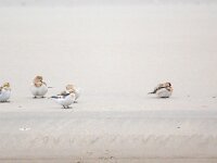 Plectrophenax nivalis 122, Sneeuwgors, Saxifraga-Bart Vastenhouw