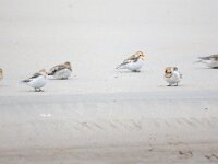 Plectrophenax nivalis 125, Sneeuwgors, Saxifraga-Bart Vastenhouw