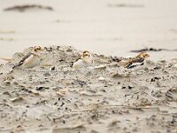 Plectrophenax nivalis 127, Sneeuwgors, Saxifraga-Bart Vastenhouw