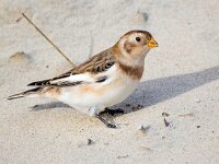 Plectrophenax nivalis 129, Sneeuwgors, Saxifraga-Bart Vastenhouw