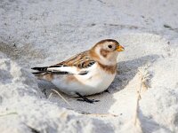 Plectrophenax nivalis 130, Sneeuwgors, Saxifraga-Bart Vastenhouw