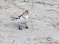 Plectrophenax nivalis 141, Sneeuwgors, Saxifraga-Bart Vastenhouw