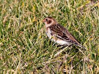 Plectrophenax nivalis 29, Sneeuwgors, Saxifraga-Bart Vastenhouw