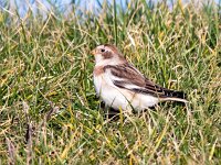 Plectrophenax nivalis 31, Sneeuwgors, Saxifraga-Bart Vastenhouw
