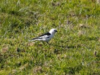 Plectrophenax nivalis 43, Sneeuwgors, Saxifraga-Bart Vastenhouw