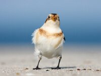 Plectrophenax nivalis 80, Sneeuwgors, Saxifraga-Bart Vastenhouw