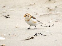 Plectrophenax nivalis 95, Sneeuwgors, Saxifraga-Bart Vastenhouw