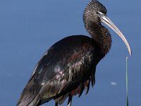 Plegadis falcinellus 20, Zwarte Ibis, Saxifraga-Peter Meininger