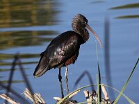 Plegadis falcinellus 21, Zwarte Ibis, Saxifraga-Peter Meininger