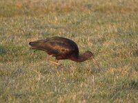 Plegadis falcinellus 23, Zwarte Ibis, Saxifraga-Henk Sierdsema