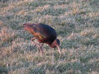 Plegadis falcinellus 24, Zwarte Ibis, Saxifraga-Henk Sierdsema
