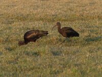 Plegadis falcinellus 25, Zwarte Ibis, Saxifraga-Henk Sierdsema