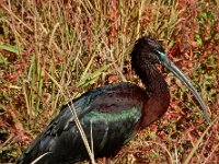 Plegadis falcinellus 28, Zwarte ibis, Saxifraga-Ed Stikvoort : Limni Keri s9900