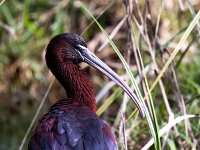 Plegadis falcinellus 33, Zwarte ibis, Saxifraga-Bart Vastenhouw