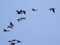 Plegadis falcinellus 41, Zwarte ibis, Saxifraga-Bart Vastenhouw