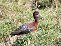 Plegadis falcinellus 42, Zwarte ibis, Saxifraga-Bart Vastenhouw