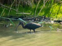 Plegadis falcinellus 47, Zwarte ibis, adult, Saxifraga-Theo Verstrael